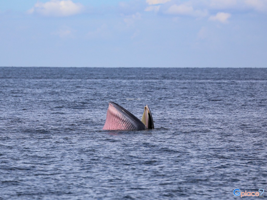 Whale Watching at Laem Phak Bia