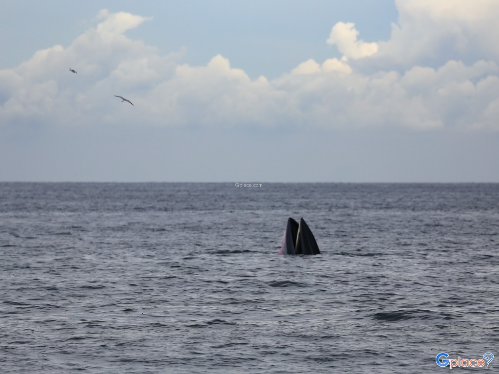 Whale Watching at Laem Phak Bia