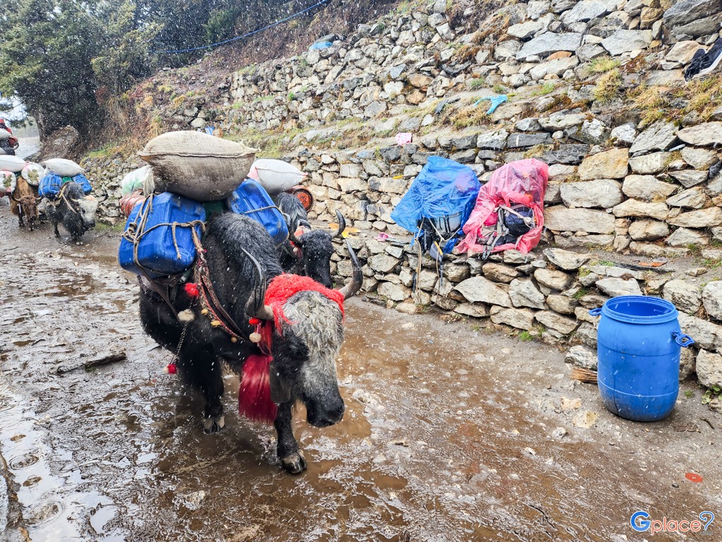 ปังโบเช