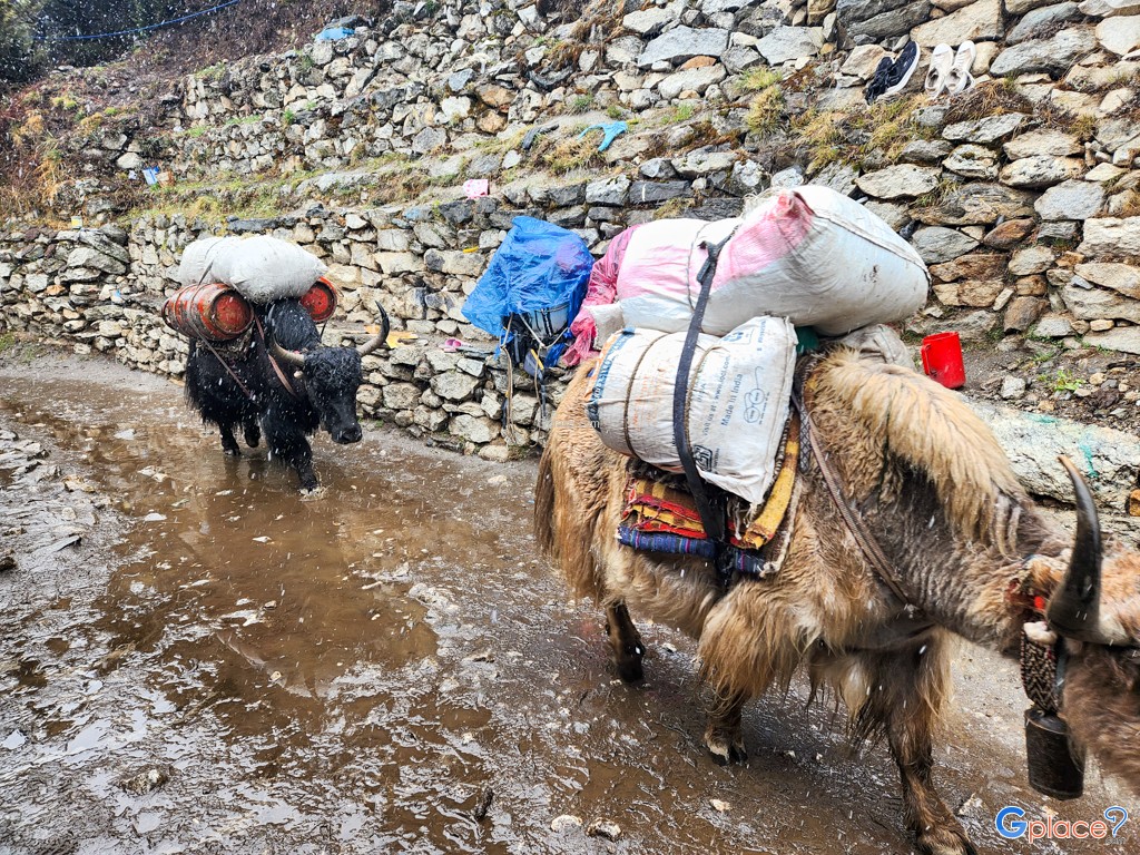 ปังโบเช