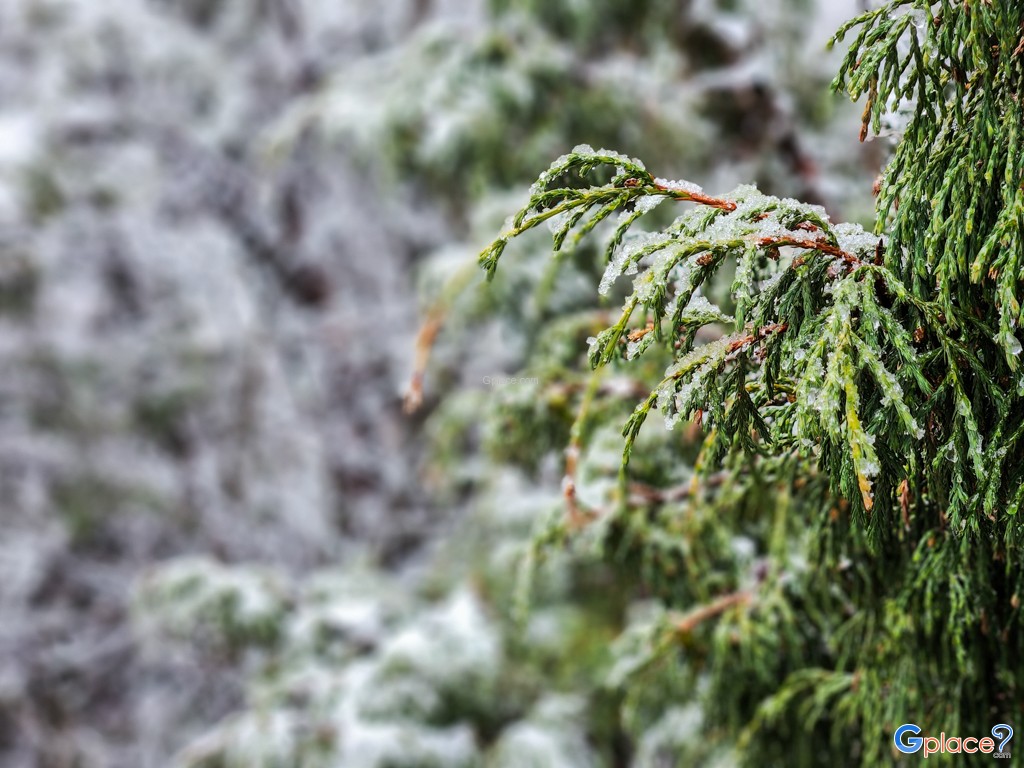 ปังโบเช