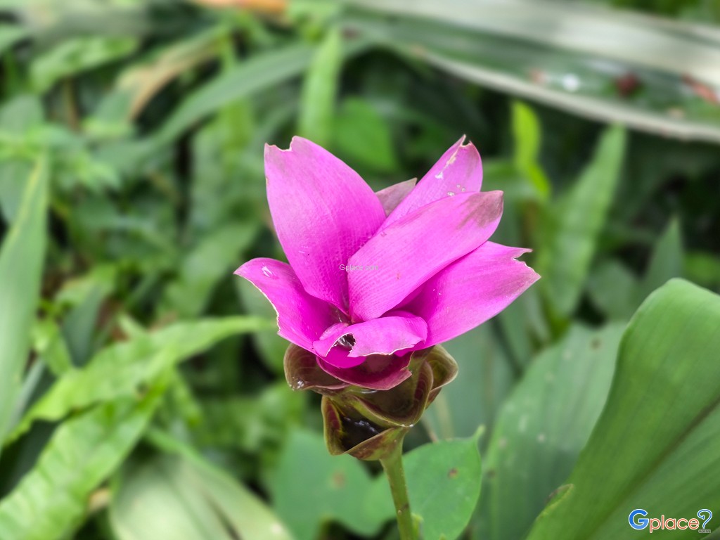 อุทยานแห่งชาติภูผาเหล็ก