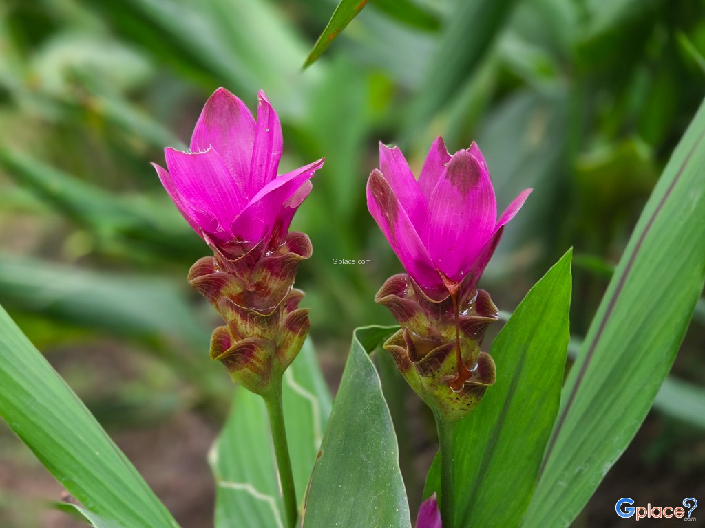 อุทยานแห่งชาติภูผาเหล็ก