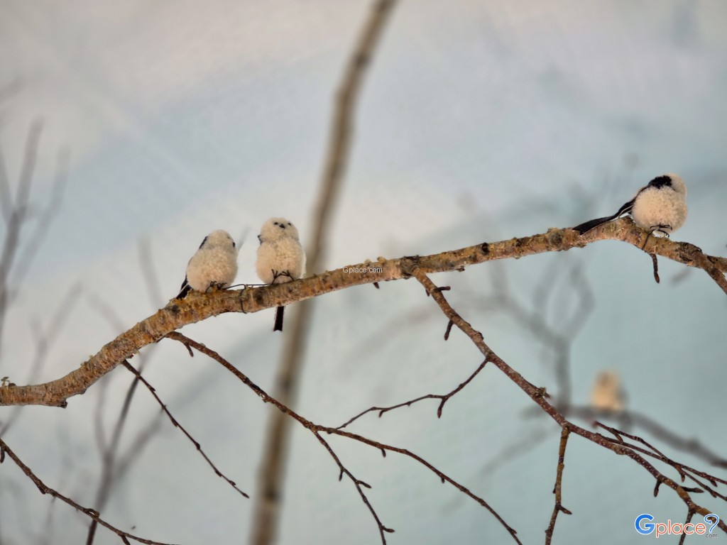 ชิโกะสึโกะ ออนเซ็น