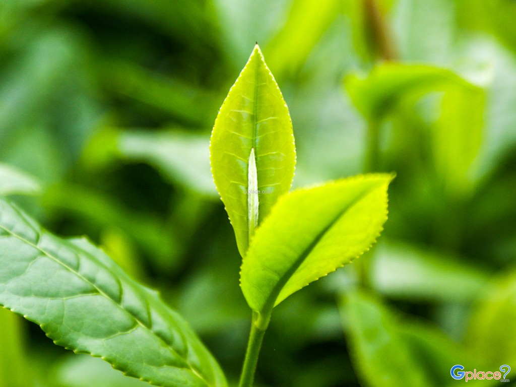 เมืองหางโจว