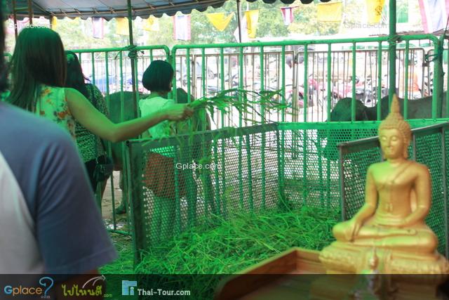 วัดหัวกระบือ