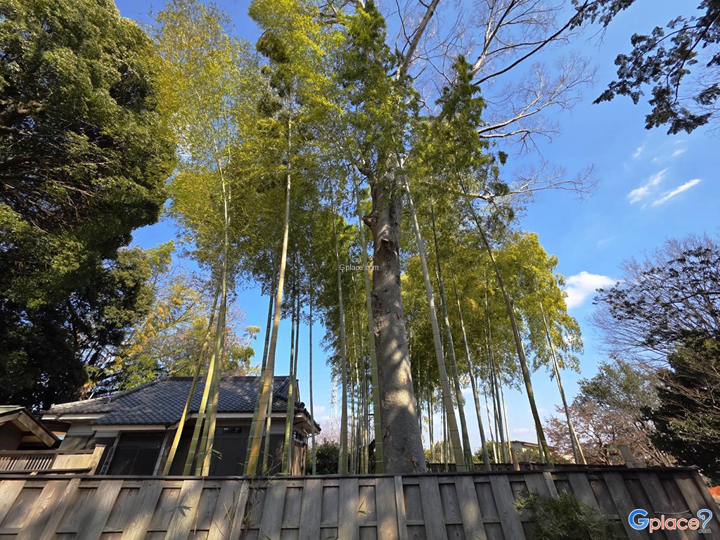 ศาลเจ้ามิโยชิโนะ