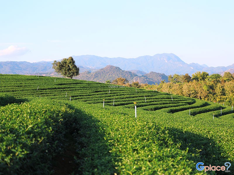 Choui Fong Tea Plantation