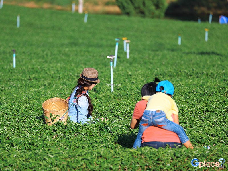 Choui Fong Tea Plantation