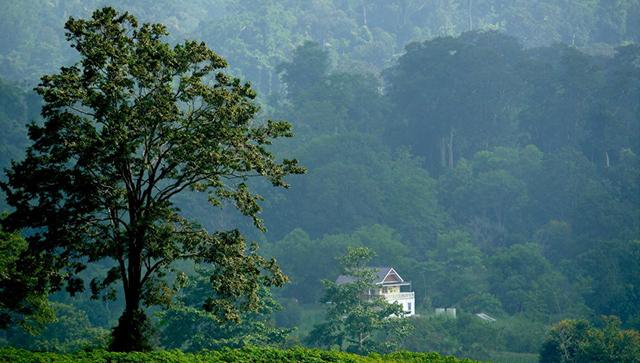 กรีนเวย์ ฟอเรสท์ วิว 