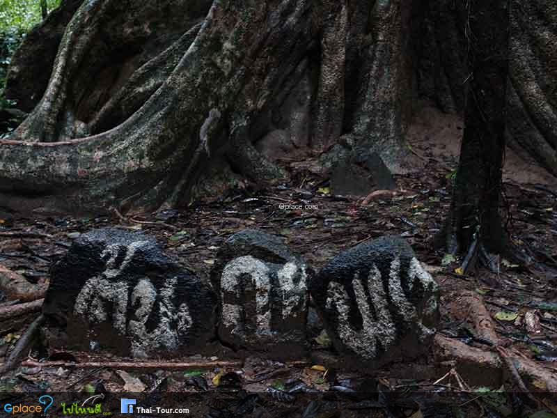 สมพงภูเขาทอง