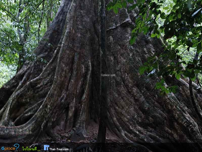 สมพงภูเขาทอง