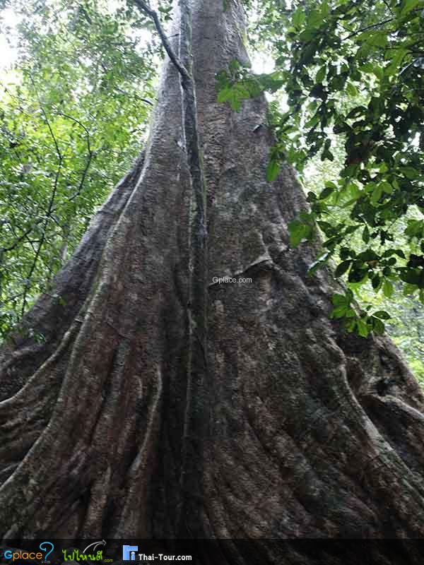 สมพงภูเขาทอง