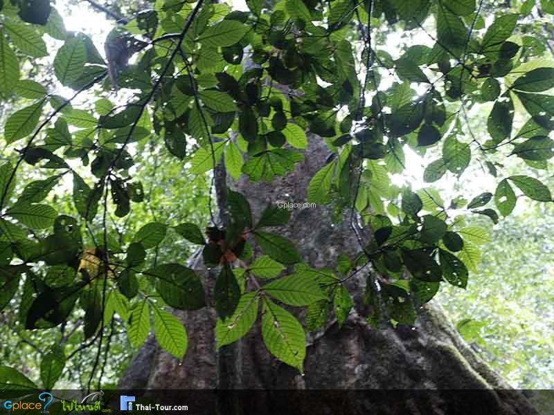 สมพงภูเขาทอง