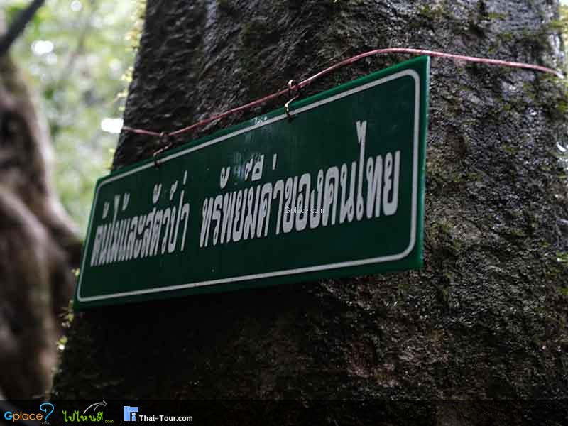 สมพงภูเขาทอง