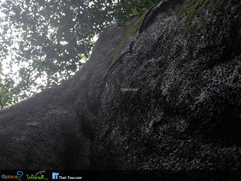 สมพงภูเขาทอง