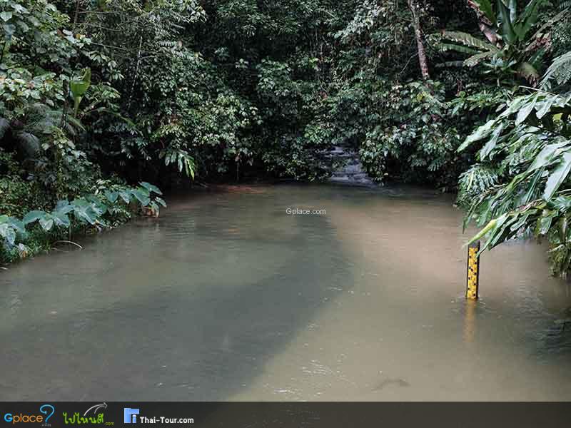 สมพงภูเขาทอง