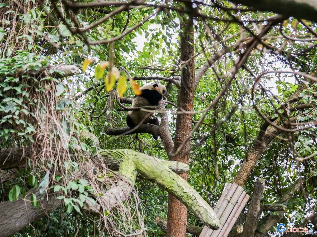 Conservation center giant panda