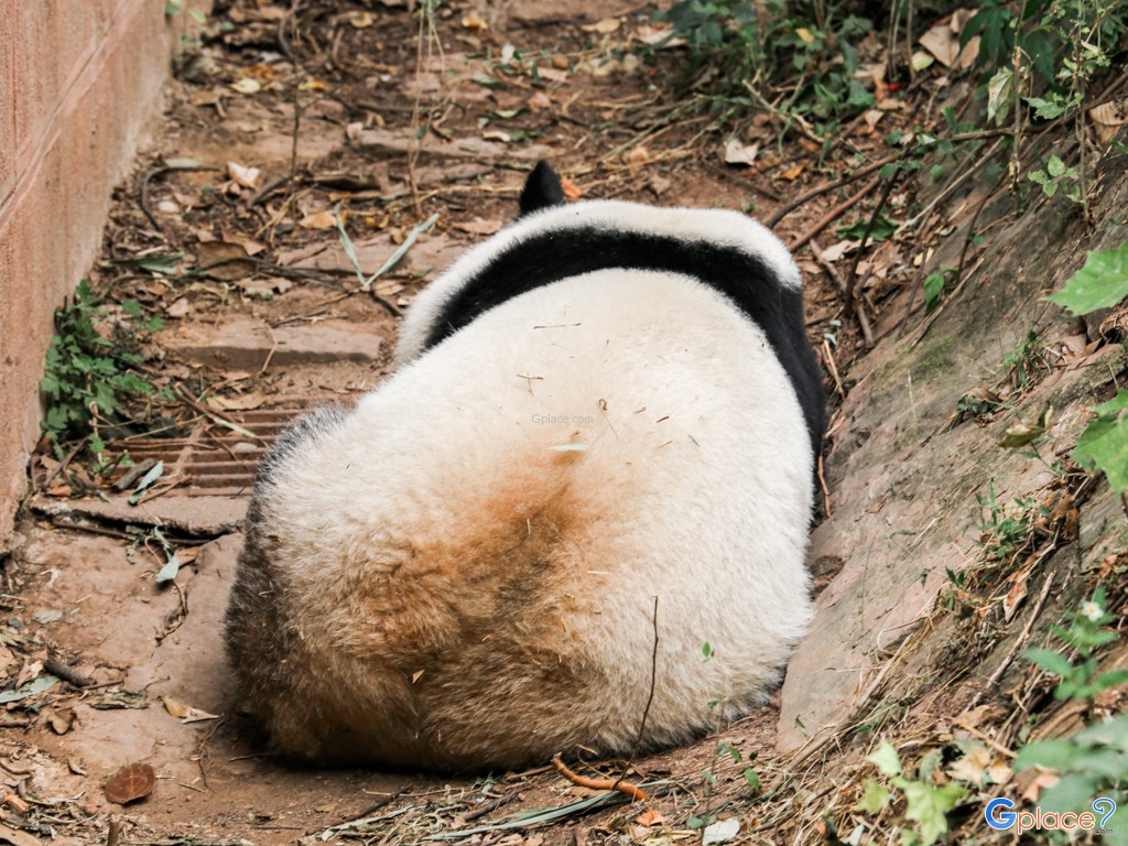 Conservation center giant panda