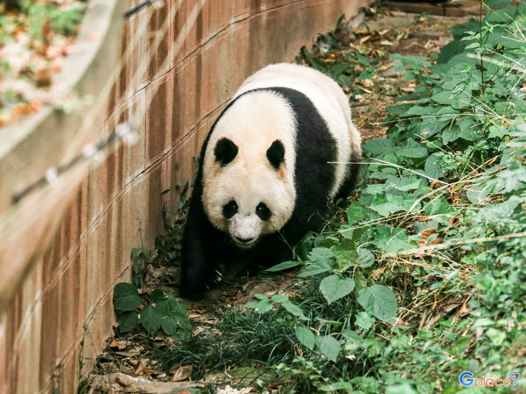 大熊猫 保护中心