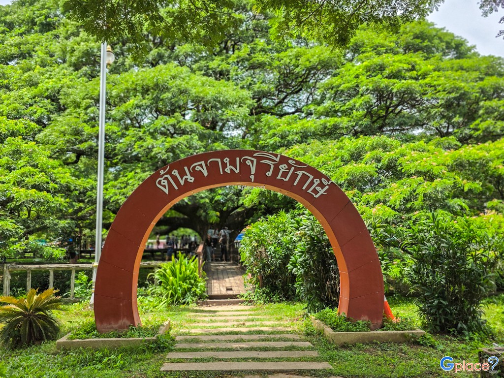 ต้นจามจุรียักษ์