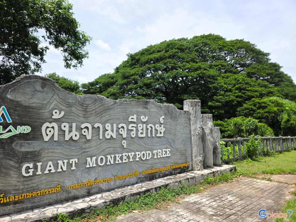 ต้นจามจุรียักษ์