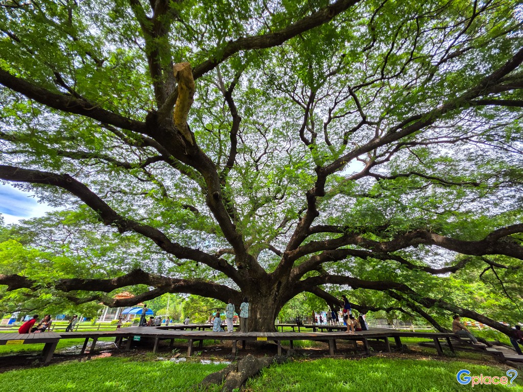 ต้นจามจุรียักษ์