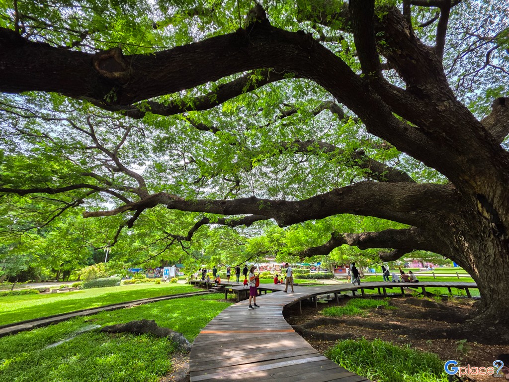 ต้นจามจุรียักษ์