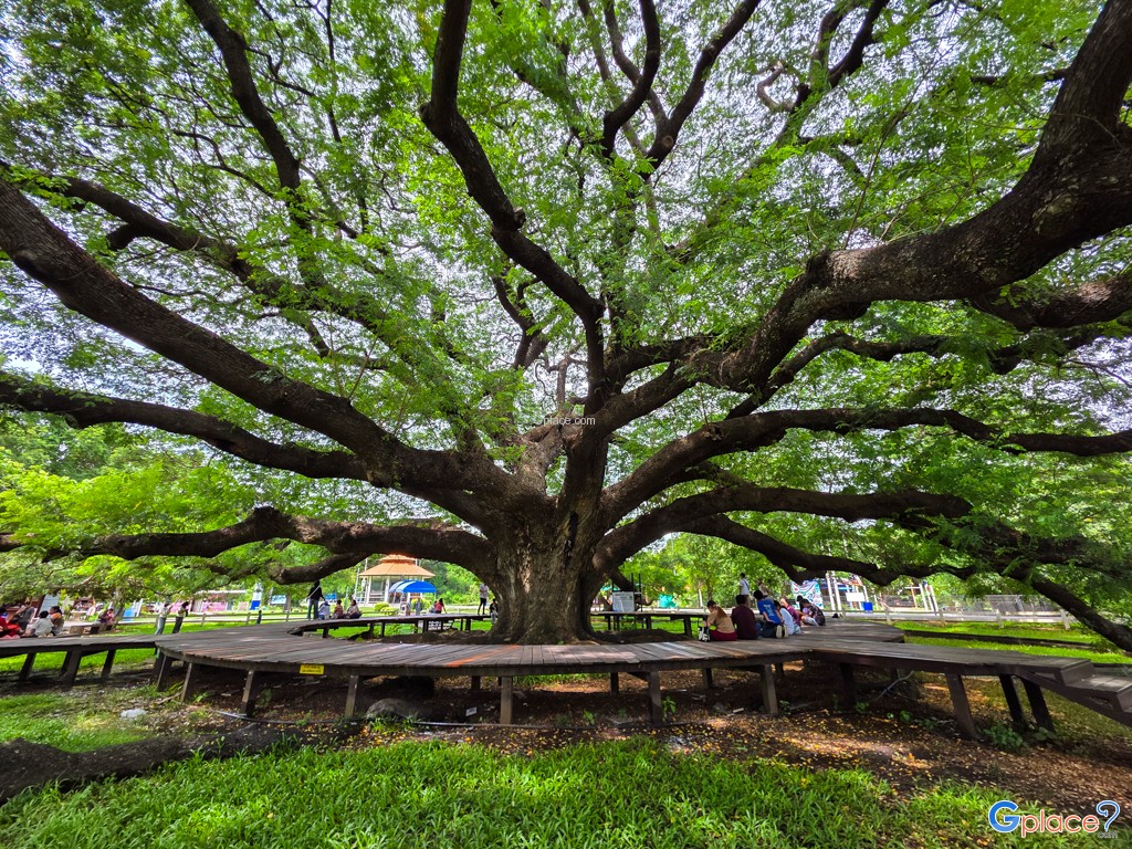 ต้นจามจุรียักษ์