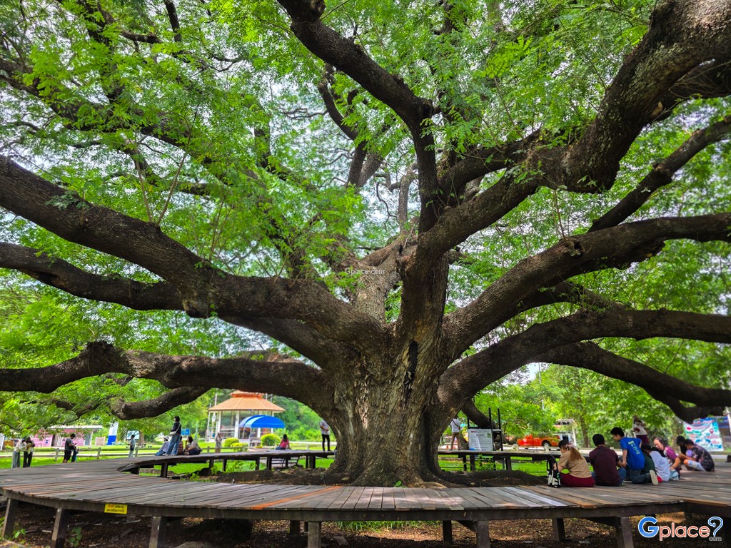 ต้นจามจุรียักษ์