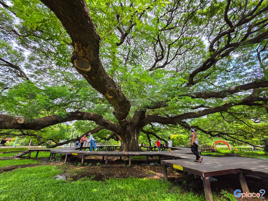 ต้นจามจุรียักษ์