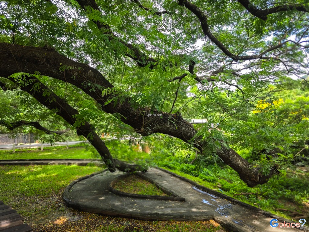 ต้นจามจุรียักษ์