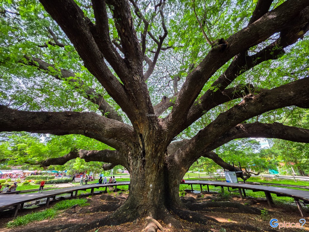 ต้นจามจุรียักษ์