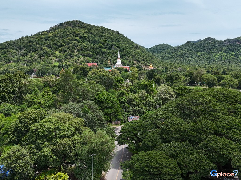 ต้นจามจุรียักษ์