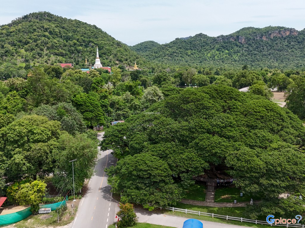 ต้นจามจุรียักษ์