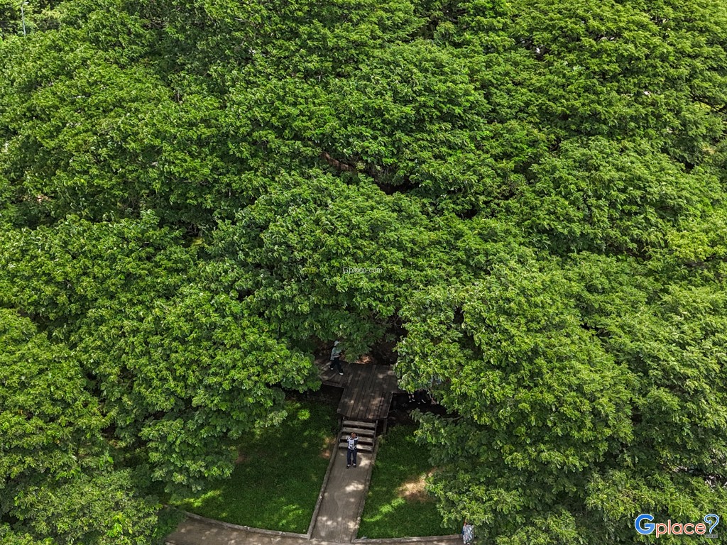 ต้นจามจุรียักษ์