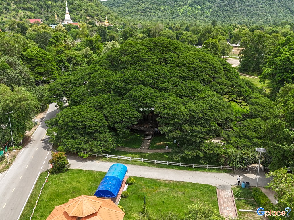 ต้นจามจุรียักษ์