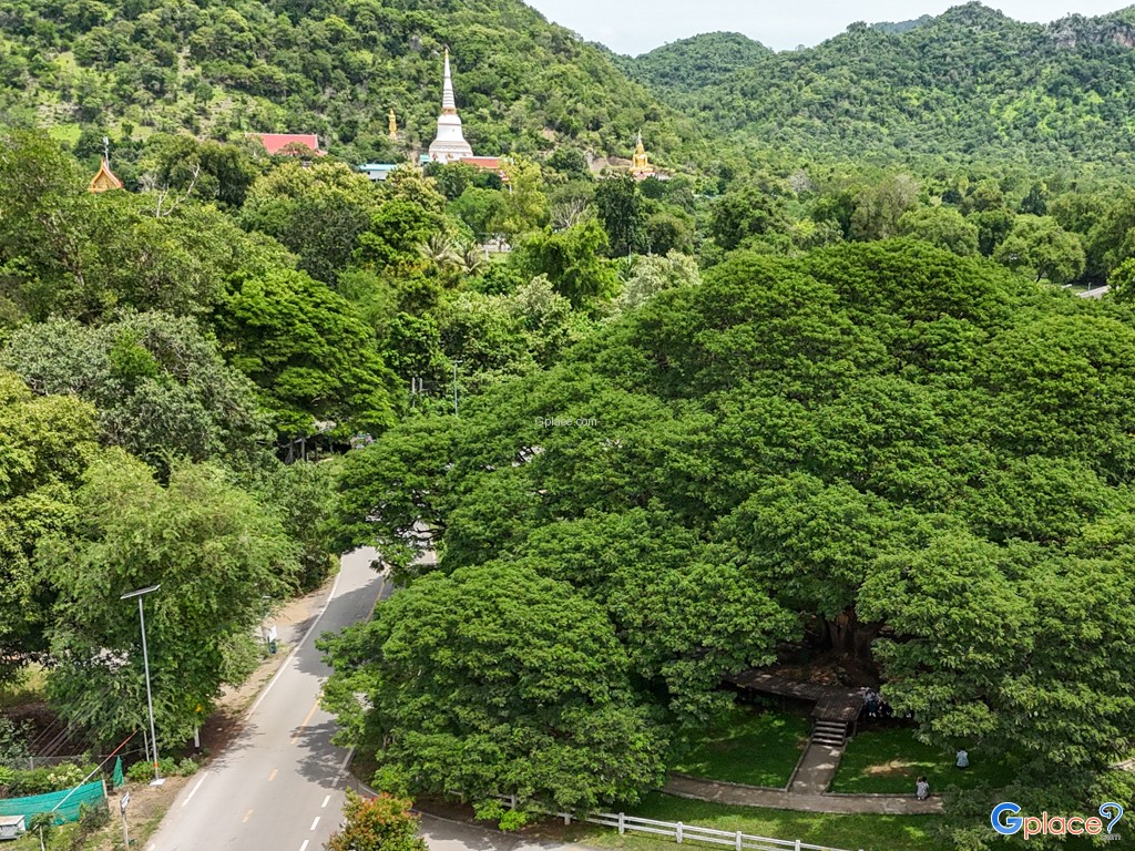 ต้นจามจุรียักษ์