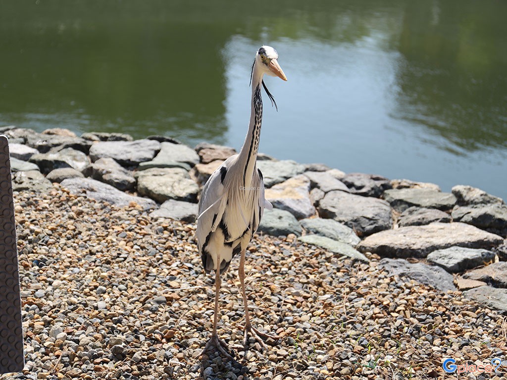 Парк Удзи и Тринадцатиэтажная пагода Укисима