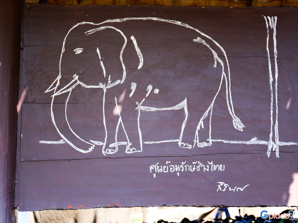Thailand Elephant Conservation Center