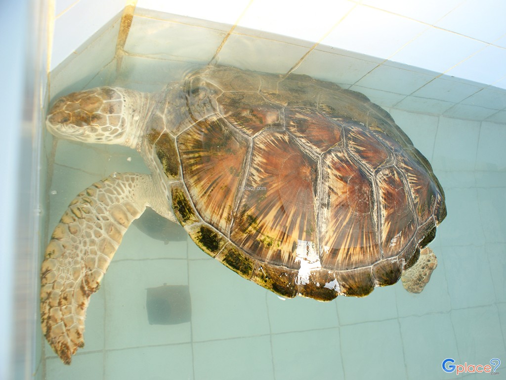 Sea Turtles Conservation Center