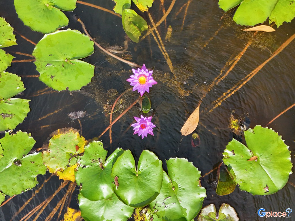 อุทยานบัว