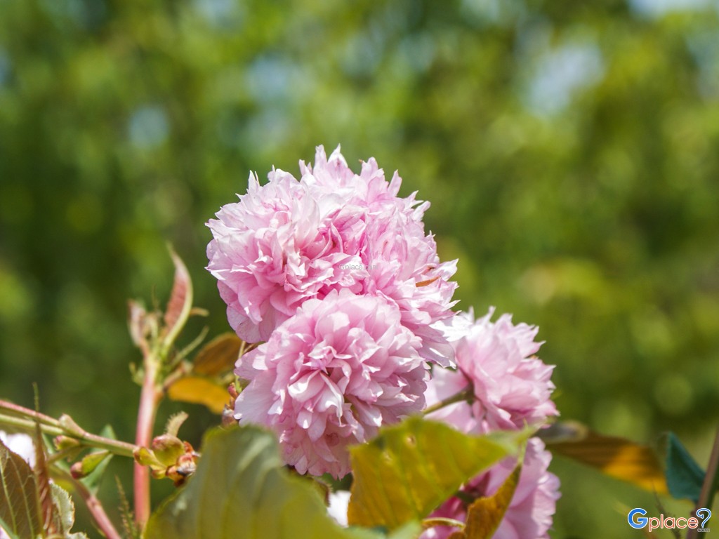 เจดีย์แห่งโชคลาภ