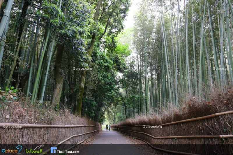 ถนนป่าไผ่ Bamboo Forest