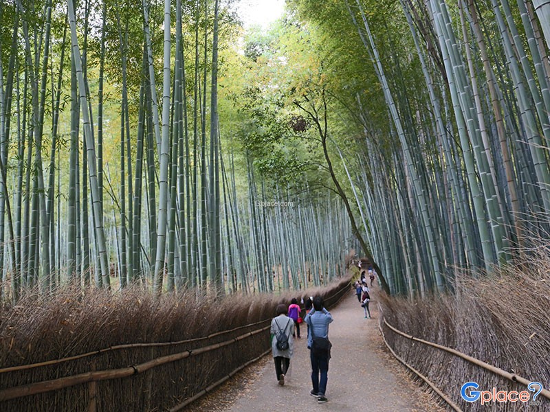 ถนนป่าไผ่ Bamboo Forest