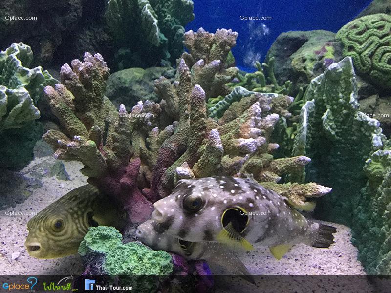 พิพิธภัณฑ์สัตว์น้ำหว้ากอ Waghor Aquarium