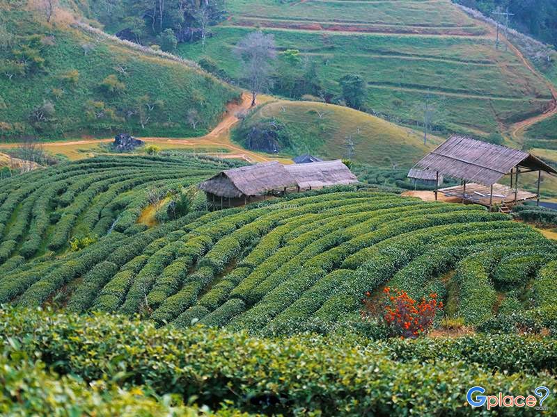 Tea Plantation 2000