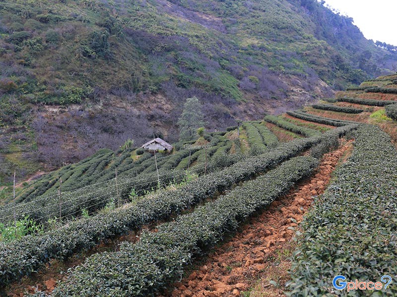 Tea Plantation 2000