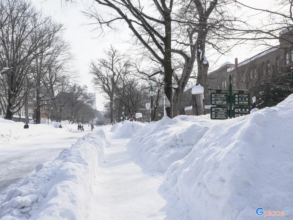 Hokkaido University