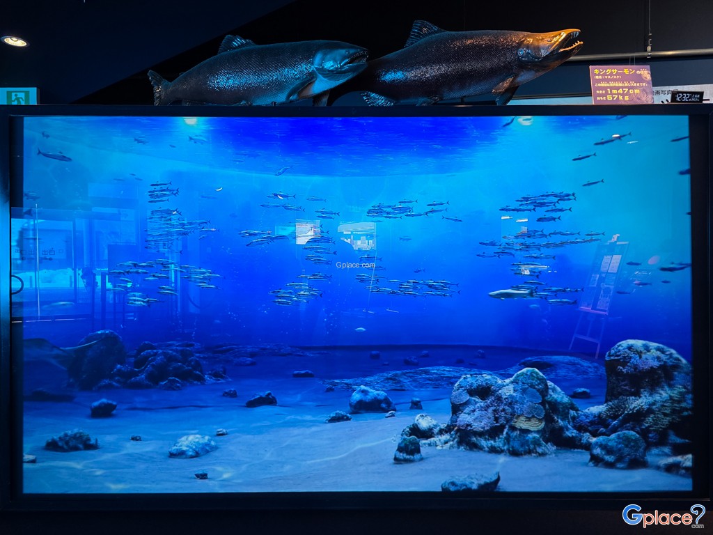 Chitose Salmon Aquarium